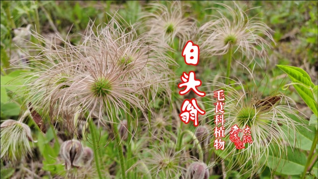 白头翁,为毛茛科植物白头翁的干燥根.在我们东北叫猫姑朵花,你们那叫什么,可以写在评论区