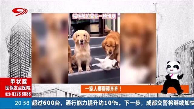 主人给宠物照相 猫咪被迫营业 网友:一家人要整整齐齐的