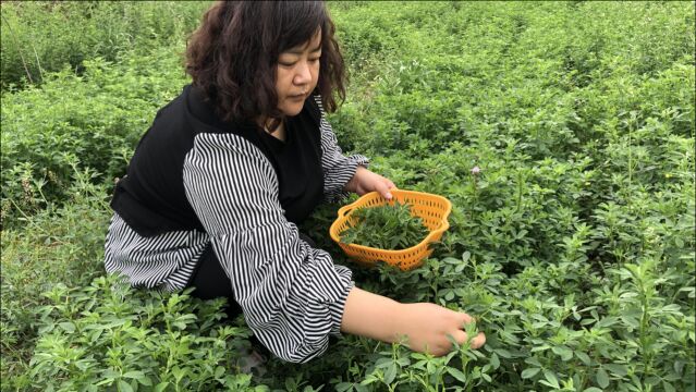 野生的苜蓿原来长这样,还好胖姐挖菜有经验!你猜一斤能卖多少钱