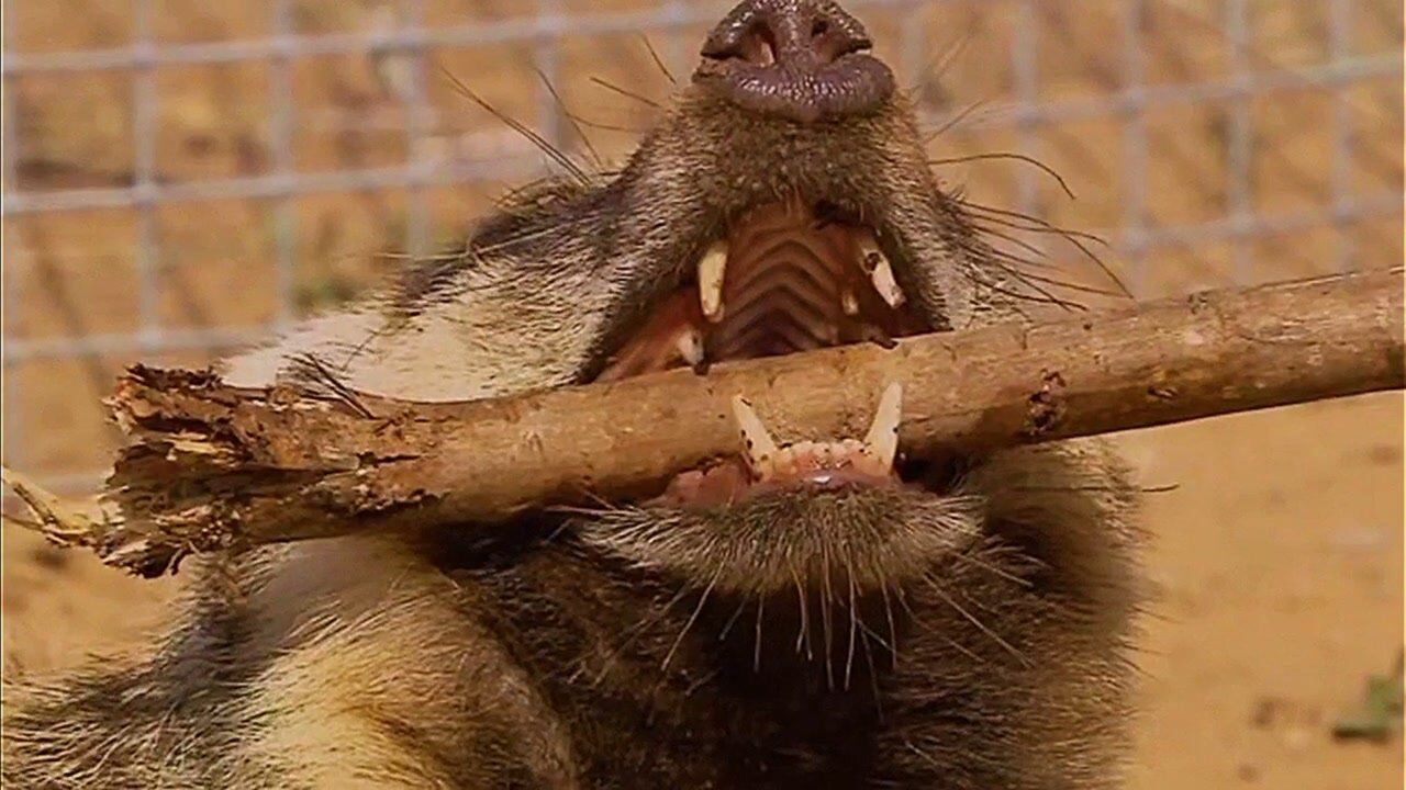 獾的牙给人咬上一口会是什么下场?