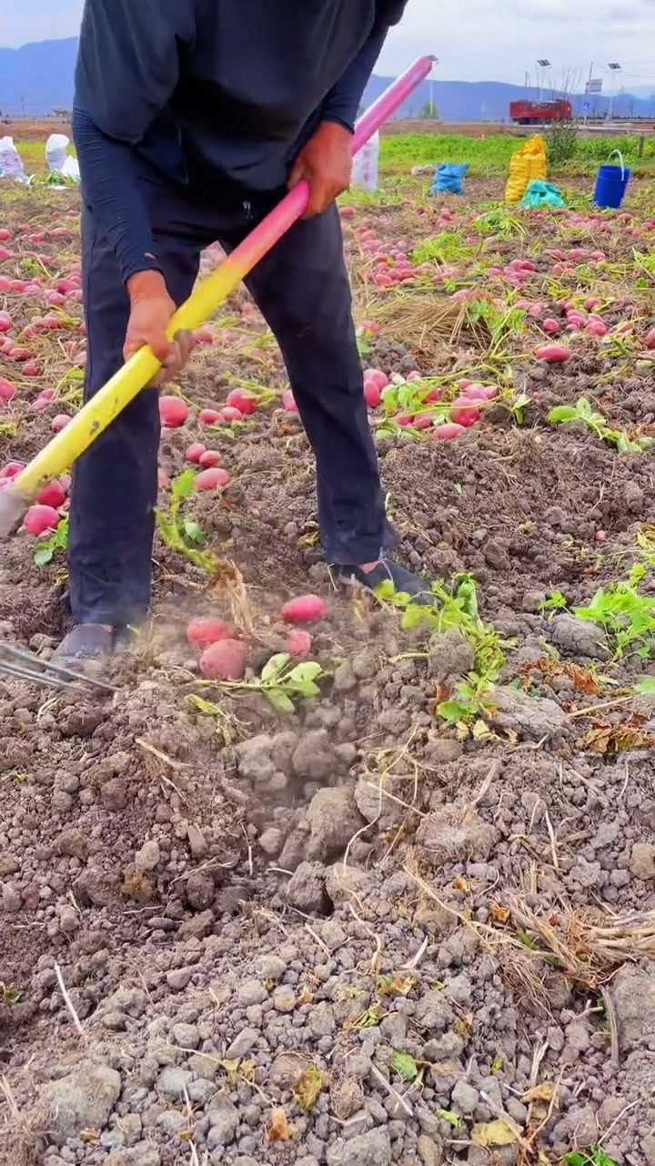 挖洋芋咯!