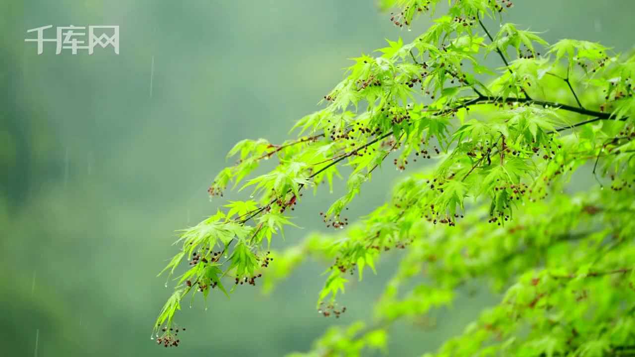 格春天春雷春雨下雨天雨中的綠葉植物意境實拍驚蟄春分立春 _騰訊視頻