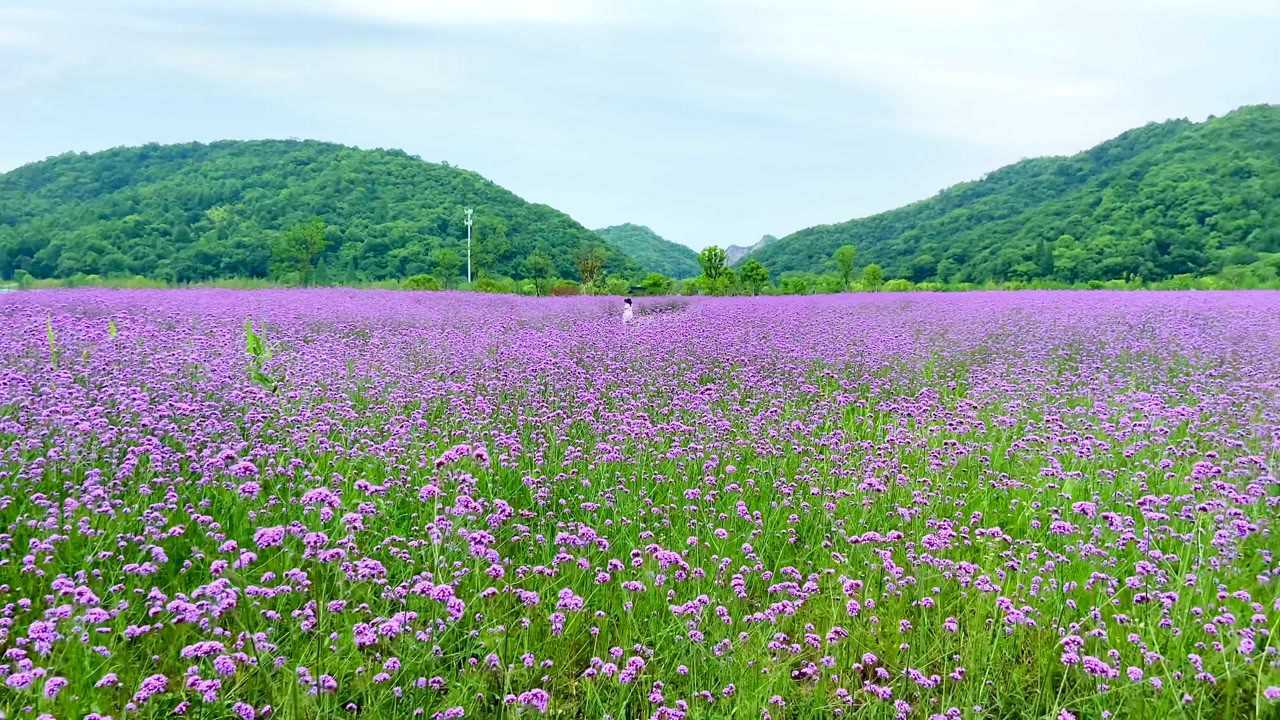 杭州铜鉴湖公园花海马鞭草格桑花