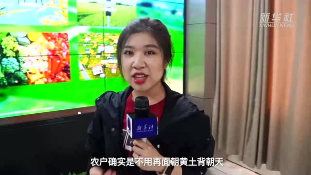 瞧这一地好麦子 粒粒都有“科技范”