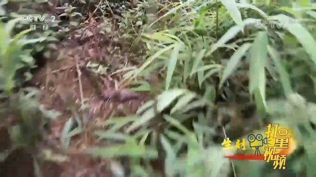 跟随记者来到云南省师宗县,一起到深山里寻找神秘美食