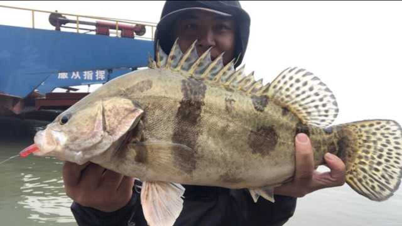 國產路亞竿強勢崛起釣大鱖魚沒有一點壓力