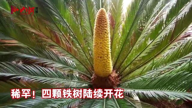 稀罕!四颗铁树陆续开花