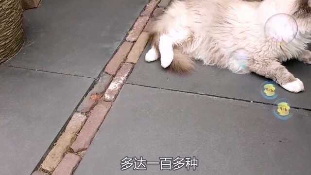 猫吃老鼠却对“鼹鼠”不感兴趣,这究竟是为什么?