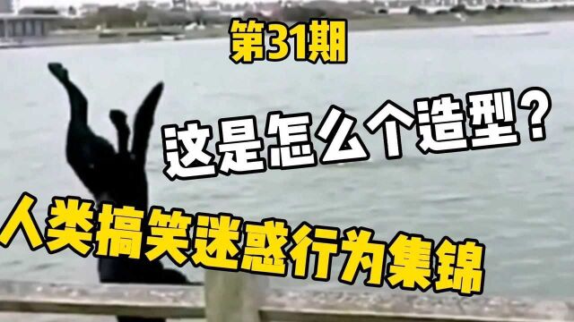 爆笑视频:狗狗这是个什么造型?人类搞笑迷惑行为集锦第31.期