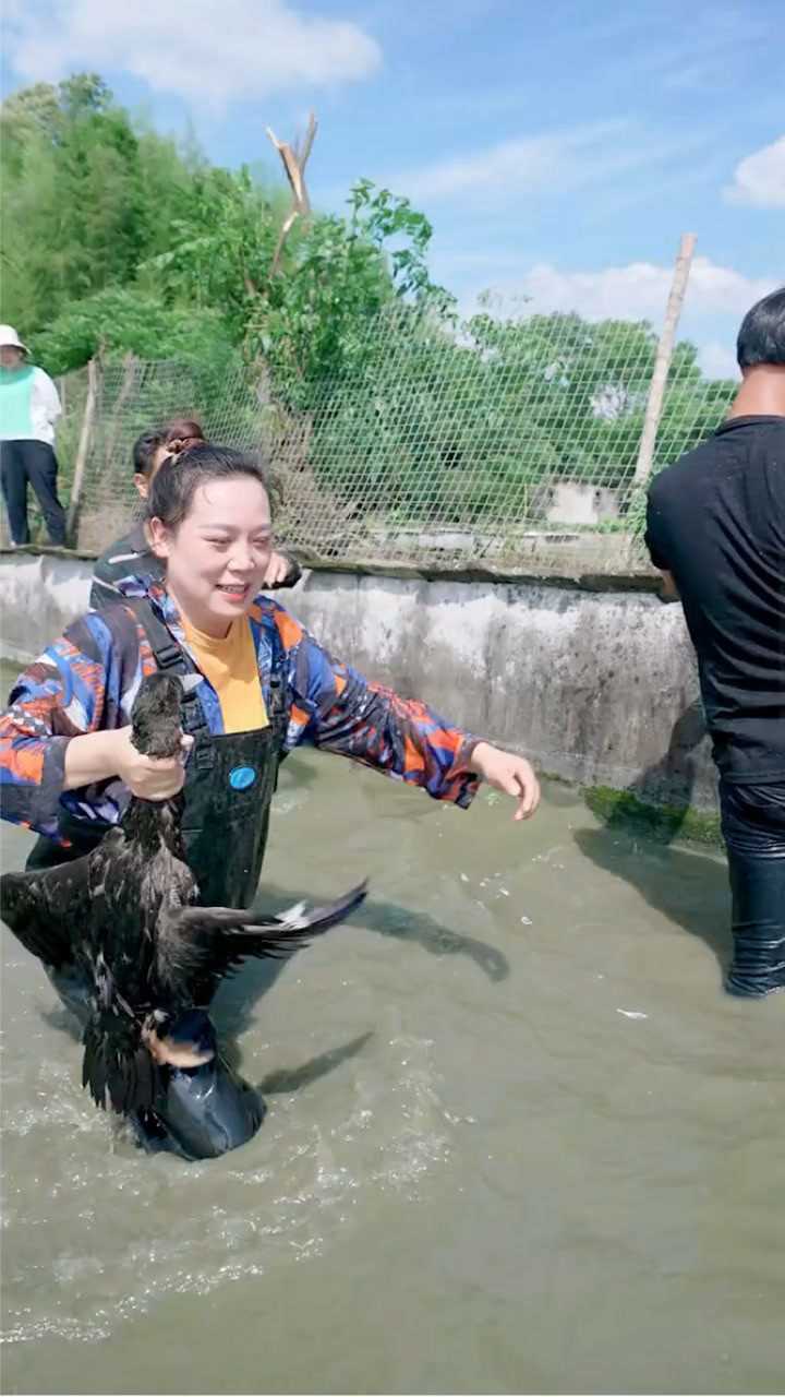 村花家裡的魚塘養了很多鴨子我們一起比賽抓鴨子