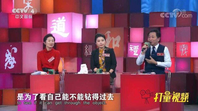 为什么说猫有九条命?传道导师从科学角度解释