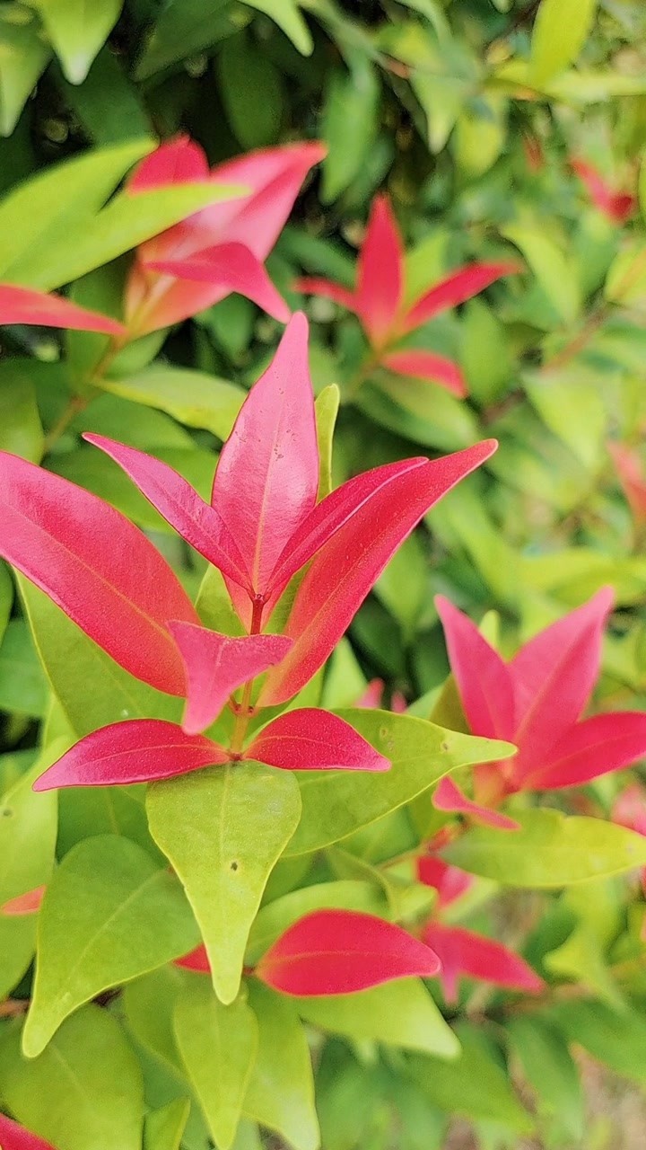 万紫千红的红叶