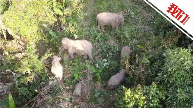 探访云南“大象食堂”:租农地返聘农民种植 每天工资110元比种地更划算