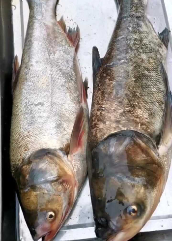 十年老钓手教你区分白鲢和花鲢三斤以下它是最好吃唯一缺点就是刺多