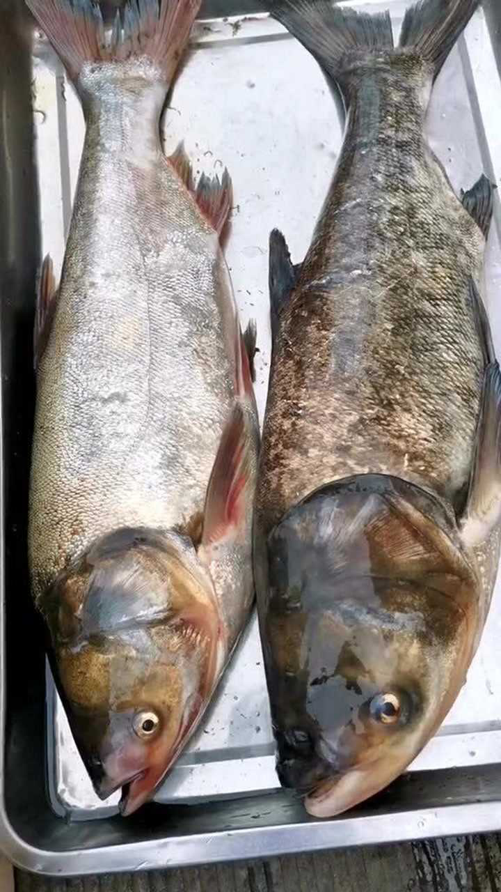 十年老钓手教你区分白鲢和花鲢三斤以下它是最好吃唯一缺点就是刺多