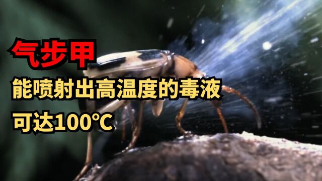 气步甲:能喷射出高温度的毒液,可达100℃