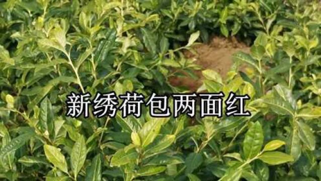 贵州山歌《新绣荷包两面红》民间小调,山歌对唱