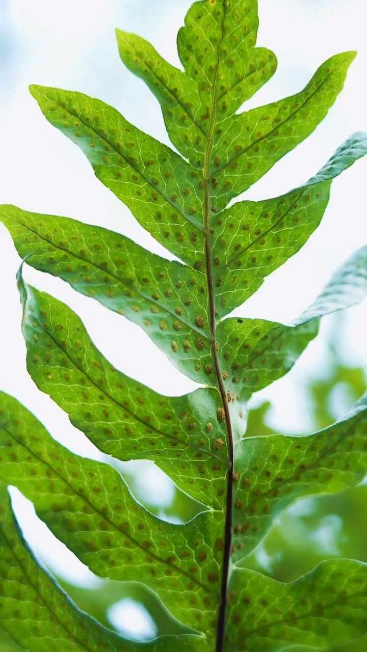 骨科高手骨碎补的基源植物——槲蕨