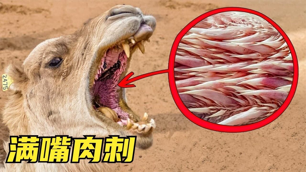6种为生存而努力进化的动物,骆驼满口长刺,是为了对抗仙人掌?