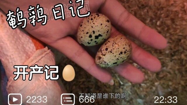 鹌鹑vlog:鹌鹑35天开产啦,我是这样饲养的