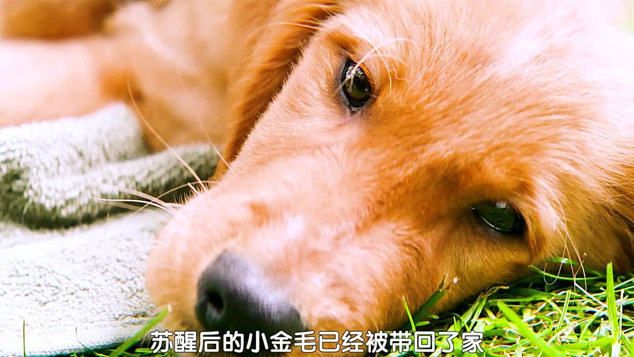 #种草指南短视频大赛#一条狗使命：人类虐它千百遍，它待人类如初恋_高清