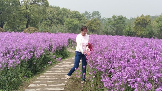 山东老两口游沙家浜,在花海里老郭玩得高兴,秋翁一句话闯祸了