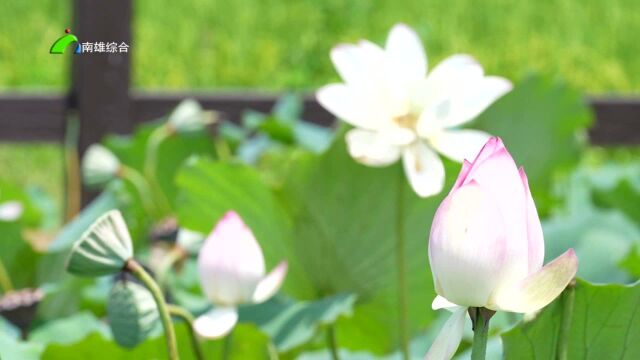 赏荷打卡惊艳你的夏天