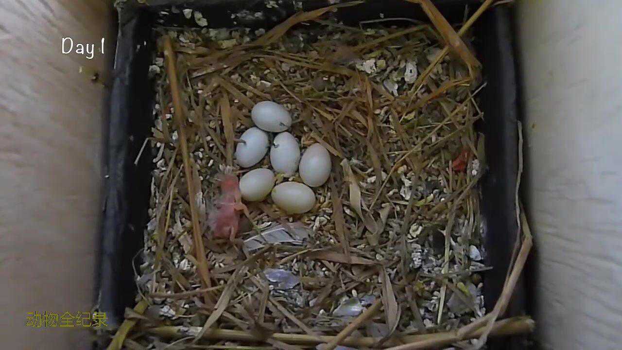 白文鸟蛋孵化过程图图片