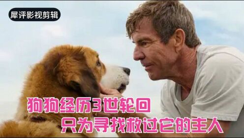 狗狗经历3世轮回，只为寻找救过它的主人，催泪电影《一条狗的使命》