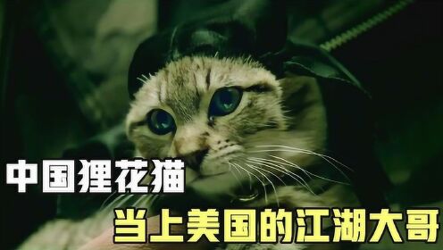 中国狸花猫，当上美国的黑帮大哥，顶级特工都让它三分#电影种草指南短视频大赛#