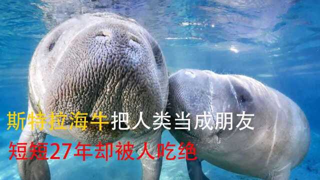 斯特拉海牛把人类当成朋友 短短27年却被人吃掉 #“知识抢先知”征稿大赛#