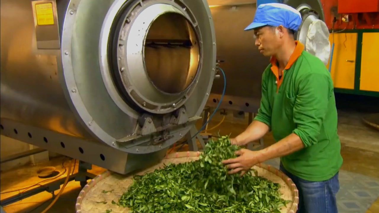 茶源自奇妙的东方树叶,探秘乌龙茶的奇妙制作过程!