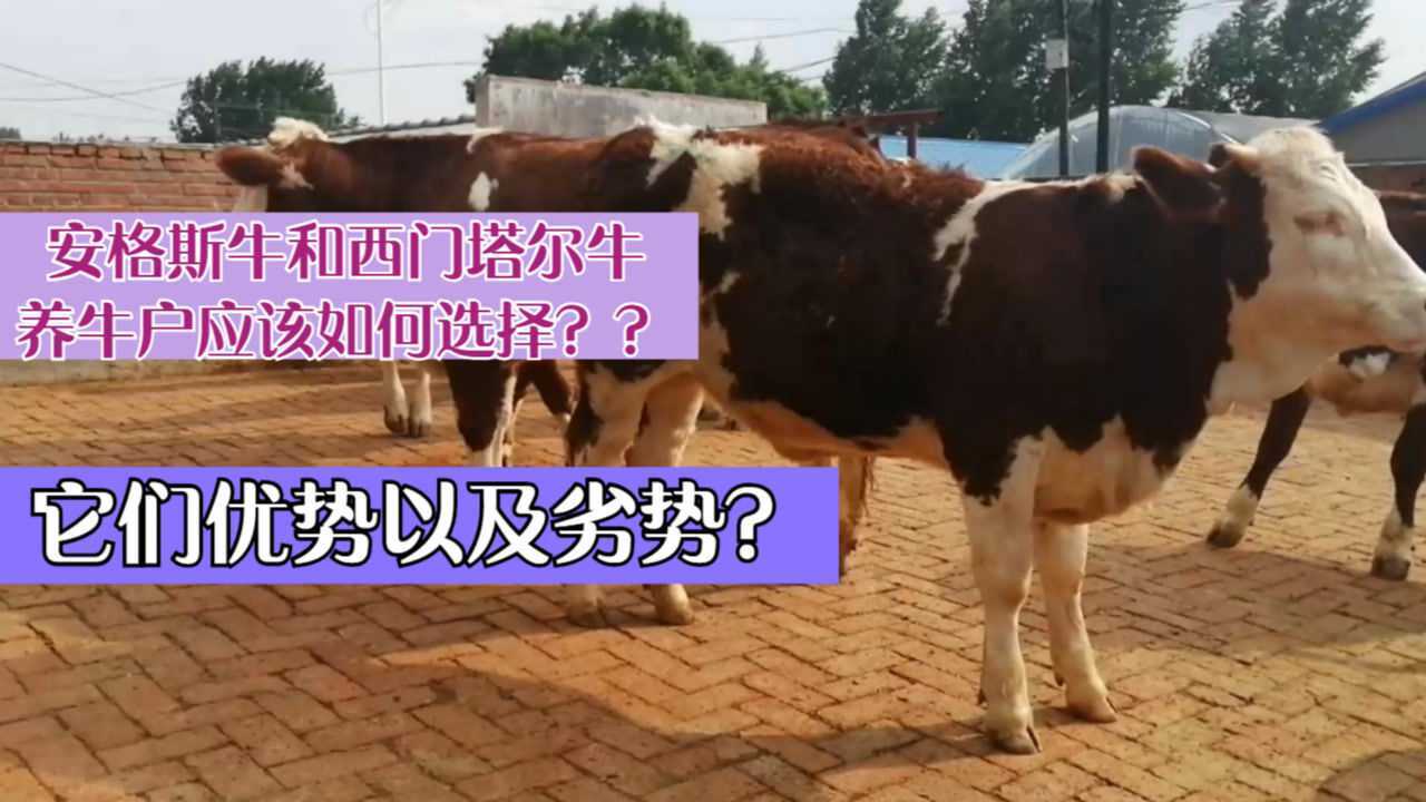 安格斯牛和西门塔尔牛养牛户应该如何选择它们优势以及劣势