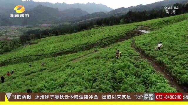 “中国 张家界莓茶文化节”系列活动开幕 发展莓茶产业 助力乡村振兴