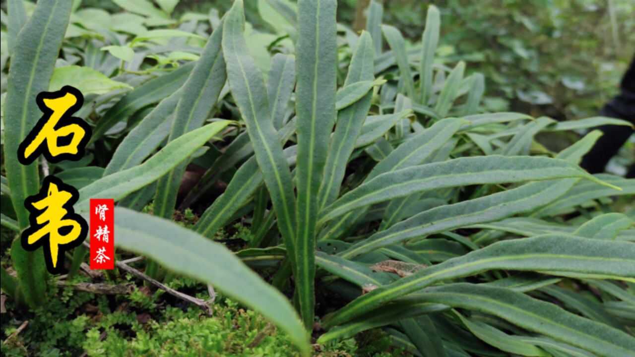 石韦又名肾精茶被称为最古老茶类之一同有结石克星美誉