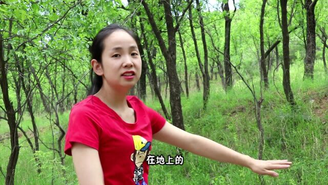 四大名蜜的“他”,却鲜为人知,见过蜜源花的更少,跟蜂妹开眼界