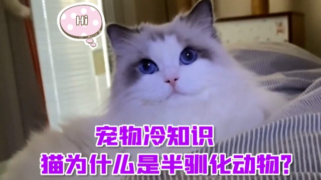 宠物冷知识!猫为什么是半驯化动物?原来猫祖先那么厉害!