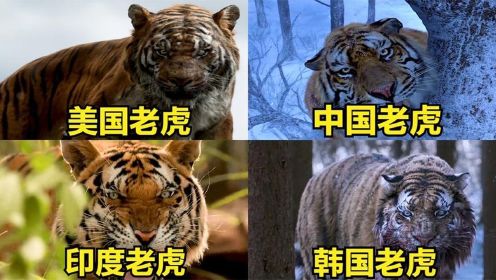 这四个国家的老虎，一只比一只厉害，你觉得哪只更厉害？