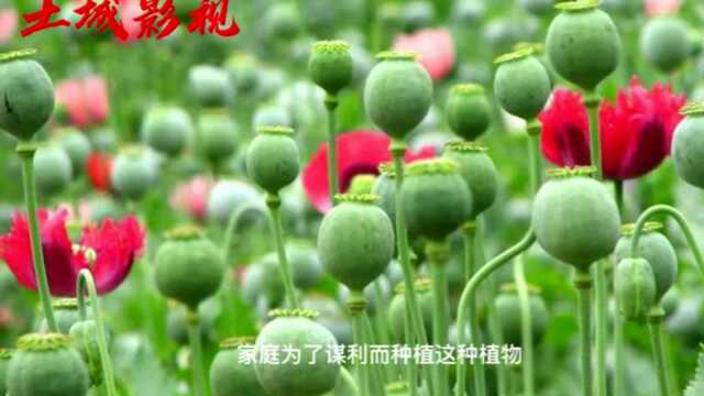 农村五种不允许种的植物