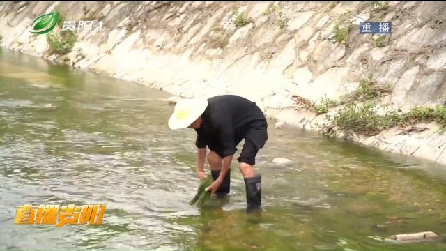 直播贵阳:南明区综合治理改善麻堤河水环境