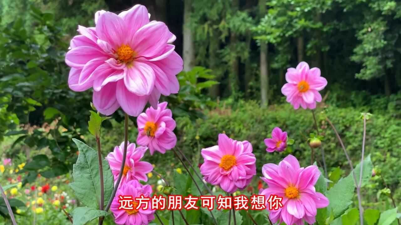 花树一曲远方的朋友我想你歌声醉人心扉送给我思念的朋友