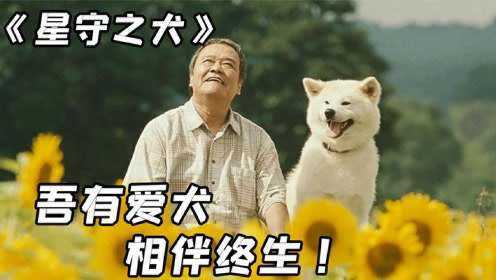 看哭数亿人，你伴我一时我伴你一生，超越忠犬八公，星守之犬