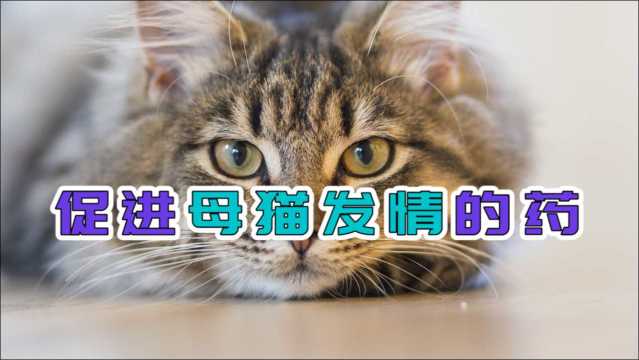 促进母猫发情的药