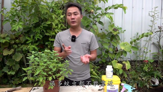 不犯3个错误,薄荷盆栽耐养不发黄,越养越翠绿