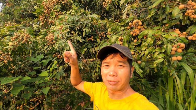 在广西农村,龙眼果泛滥没人吃,两毛钱一斤也没人要