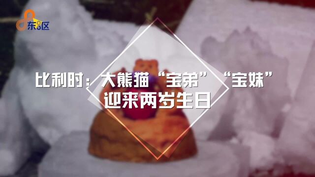 比利时:大熊猫“宝弟”“宝妹”迎来两岁生日