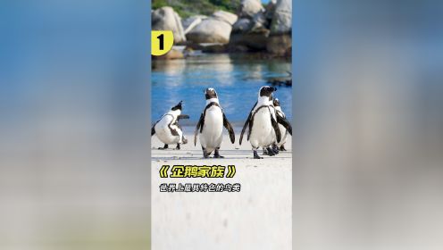 18种，每一种都能力超凡，你最爱哪一种？#纪录片 #企鹅