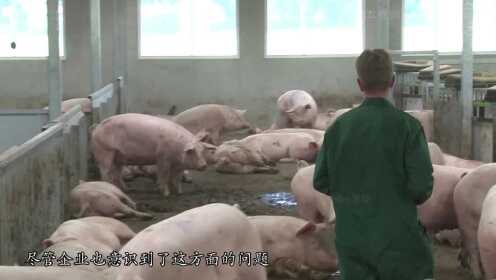 中国第一大养猪场，年产猪210万头，这么多猪的粪便该如何处理？