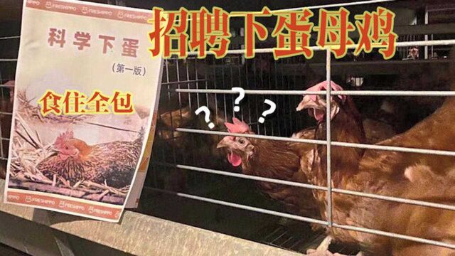 山东可生食鸡蛋厂招聘下蛋母鸡,网友:食住全包、科学下蛋