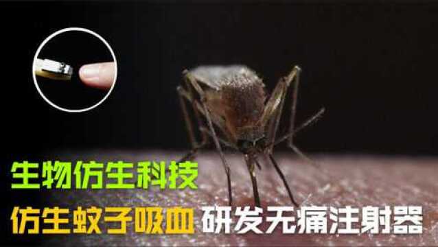 生物仿生科技:透视蚊子无痛感吸血构造,仿生制造无痛注射器